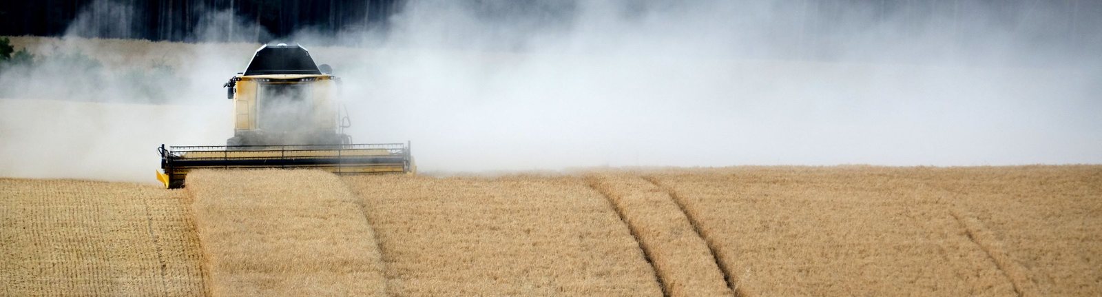 A combine harvester facing forward in a wheat field.